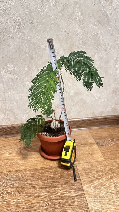 Продам растение Мимоза стыдливая