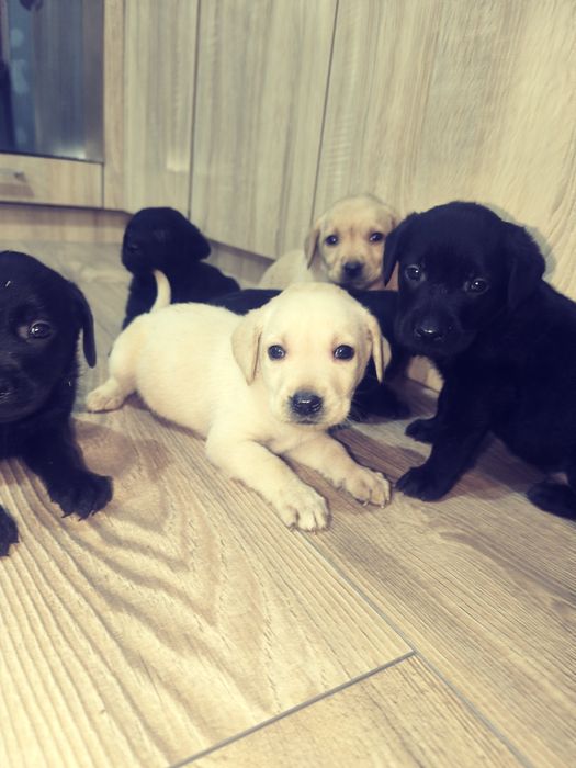 Щенки лабрадоры ищуют семью