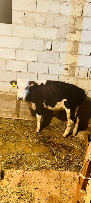 Еркек бұзаулар дендері сау