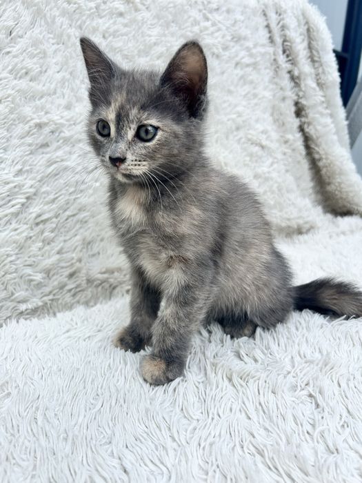 Отдам котенка в добрые руки