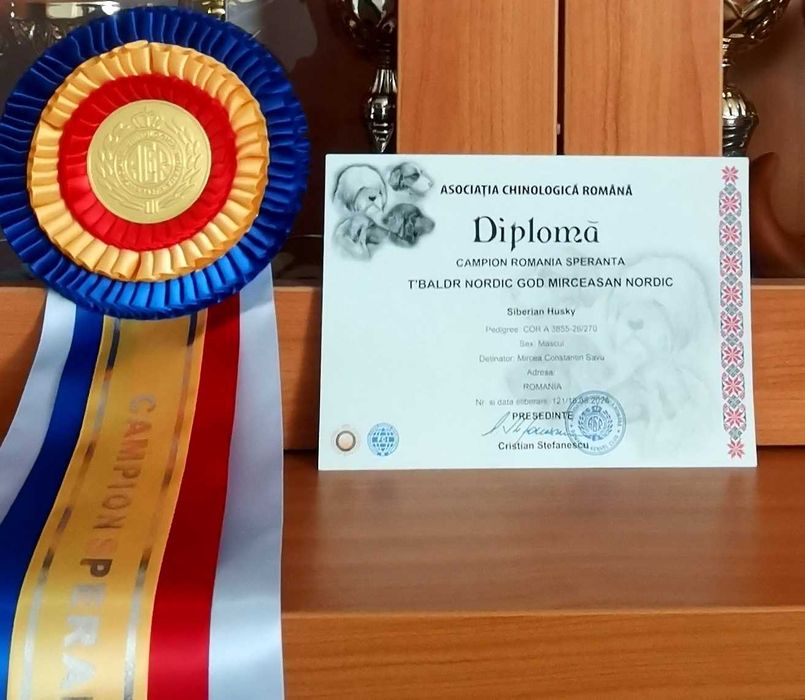 Pui Husky Siberian, părinți multipli campioni.