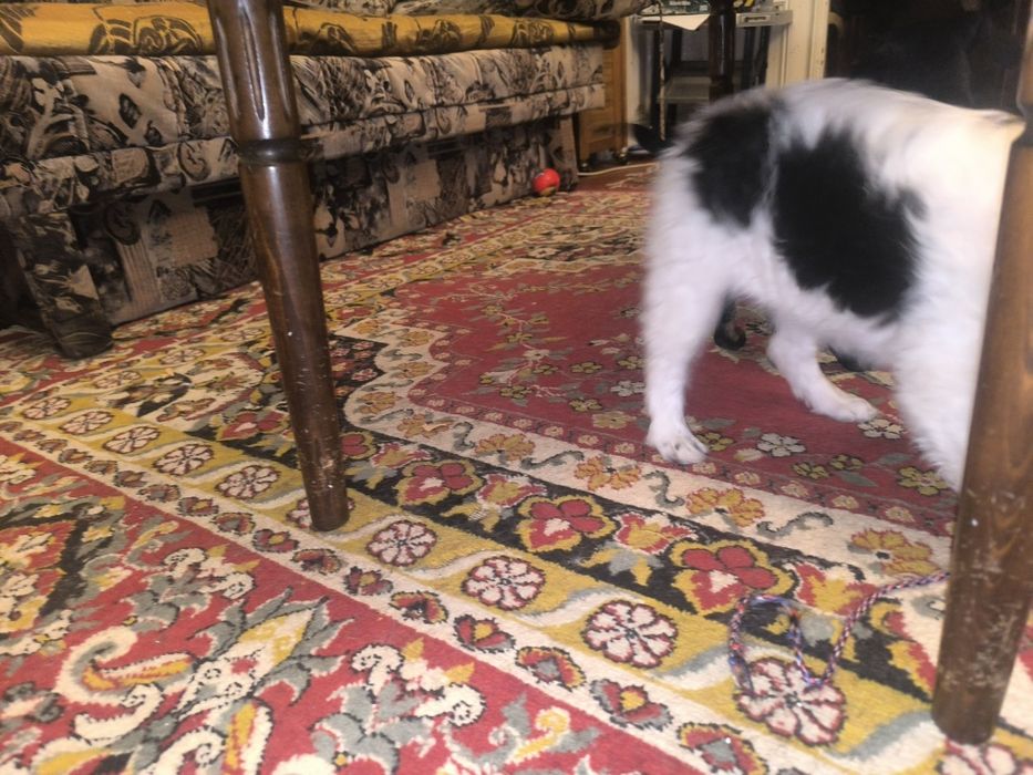 Donez  2 cățelușe