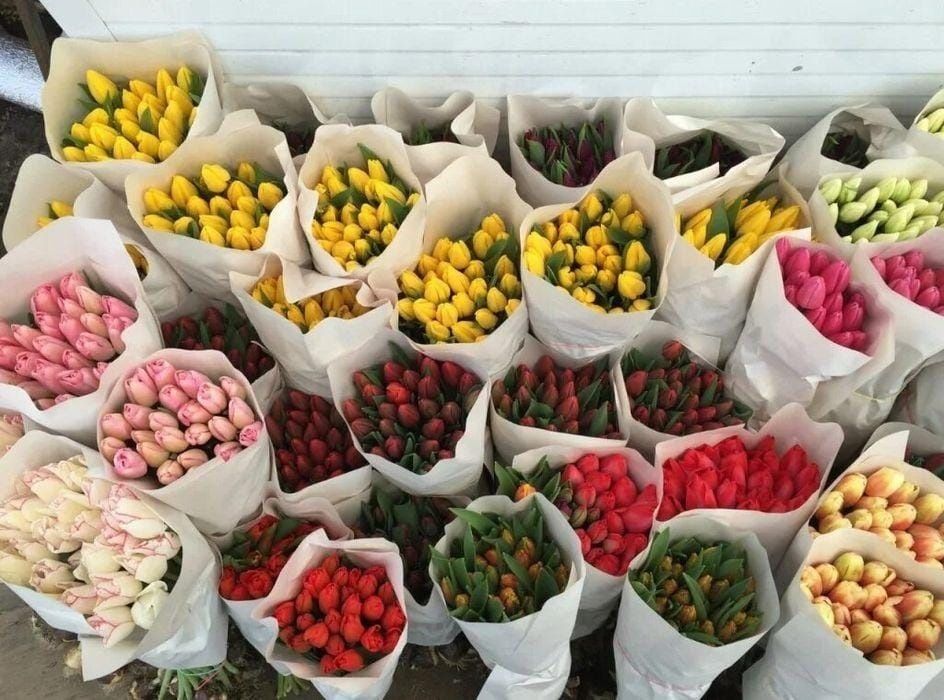 Луковицы тюльпаны оптом акция