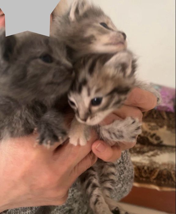 Котята маленькие