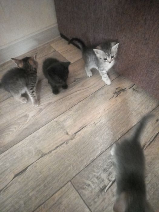 Отдам котят в добрые руки