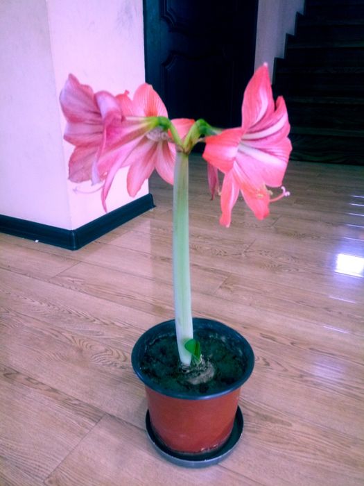 Гиппеаструм - амарилис (семейство амарилисовых)