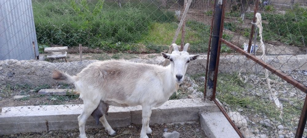 Орыс ешкі лағымен