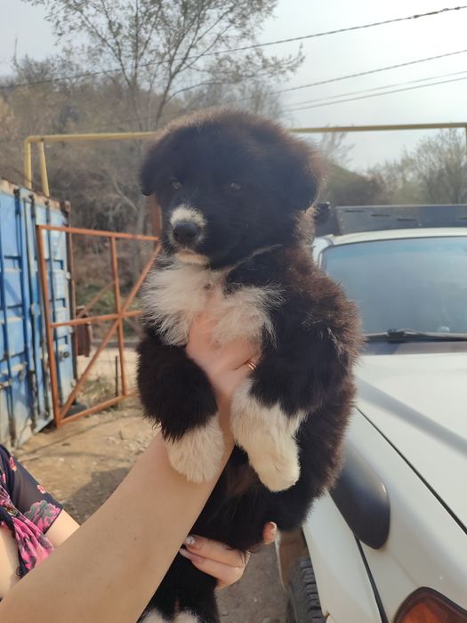 Собачки девочки даром