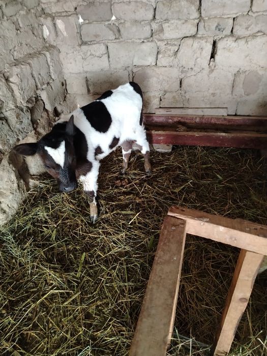 Корова с теленком