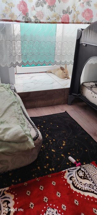 Продам кролика декоративный домашний