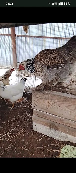 Продам куры домашние