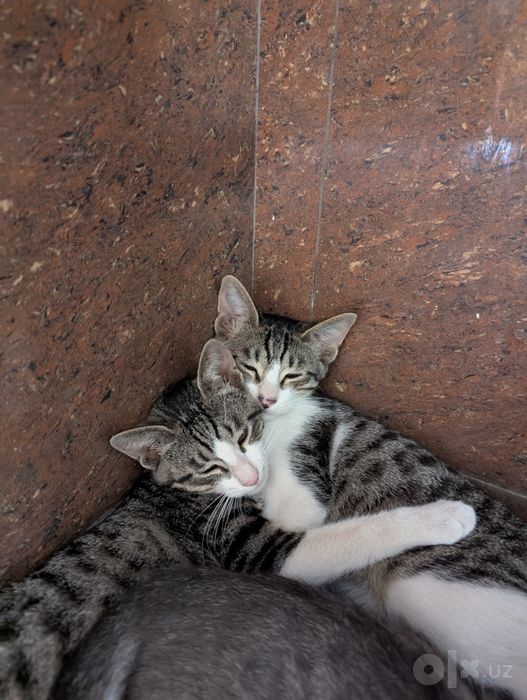 Кошка и кот брат и сестра