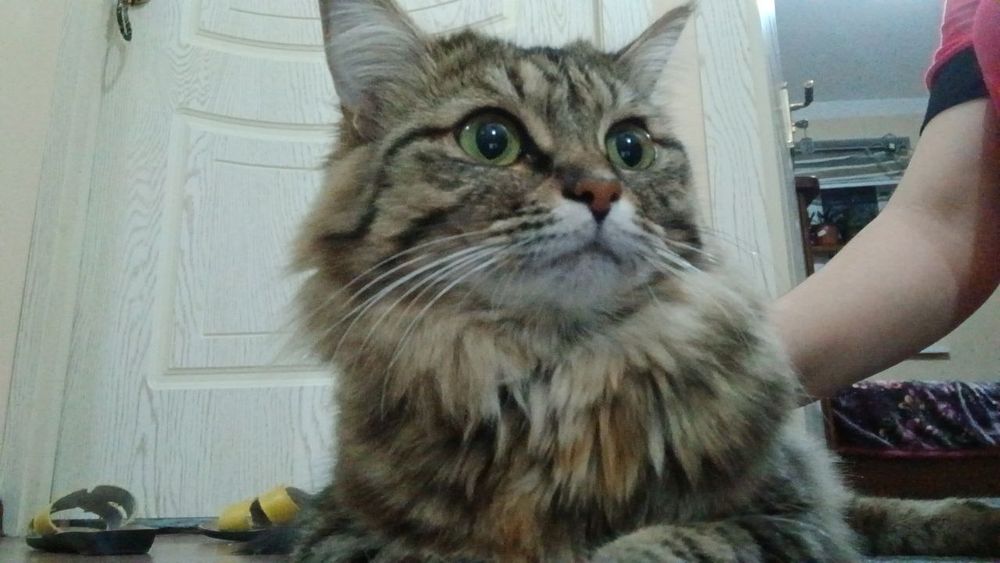 Sotiladi toza uyda domda boqilgan zoti sibiriskiy