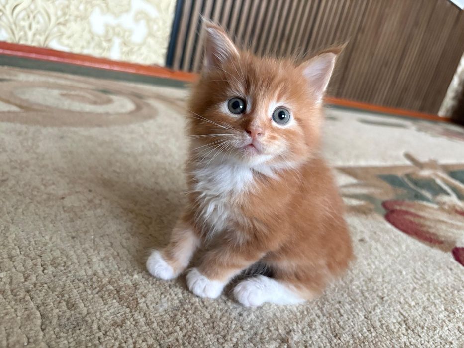 Мейн Кун котенок