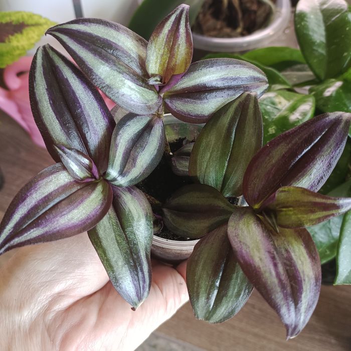 Комнатные растения