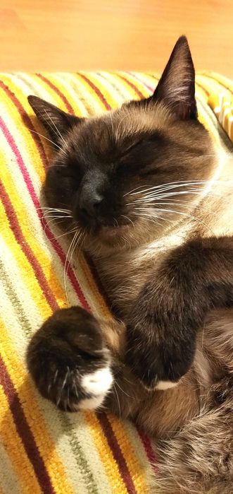 Подарявам мъжка котка