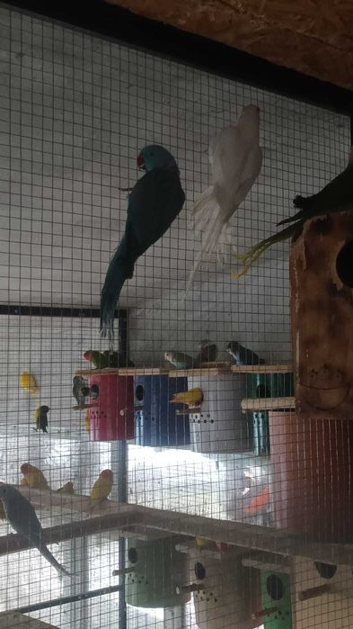 Papagali si alte păsări