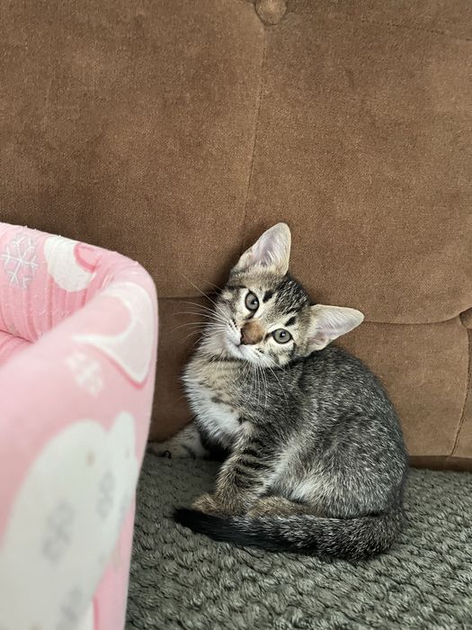 Adoptie pisici 2 luni