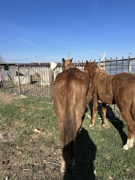 Продам кобылу. Буаз бие сатамын