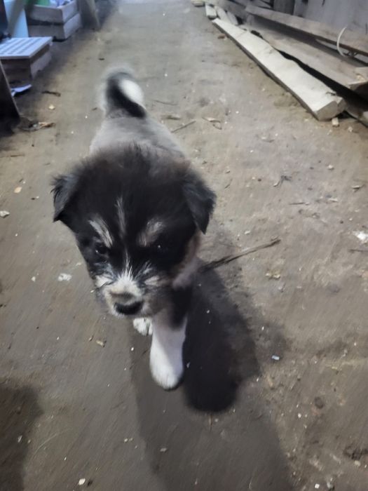 Отдам в хорошие руки