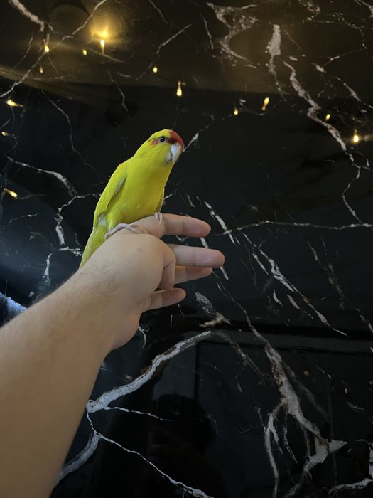 Ruchnoy kakarik kesha