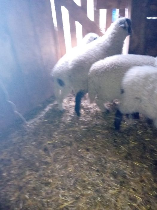 Vând miei pentru Paste