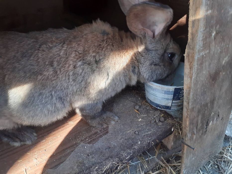 Зайци за продажба