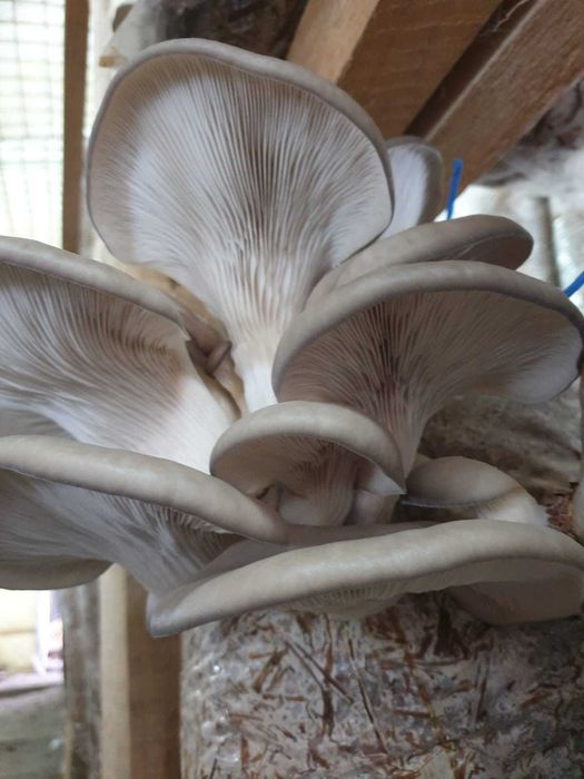 Compost ciuperci pleurotus