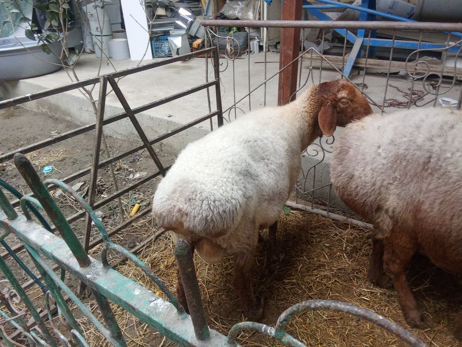 Зодор бугуз куйлар битаси 2 битаси 3 тугади