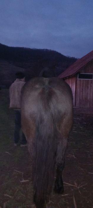 vând mânză cuminte