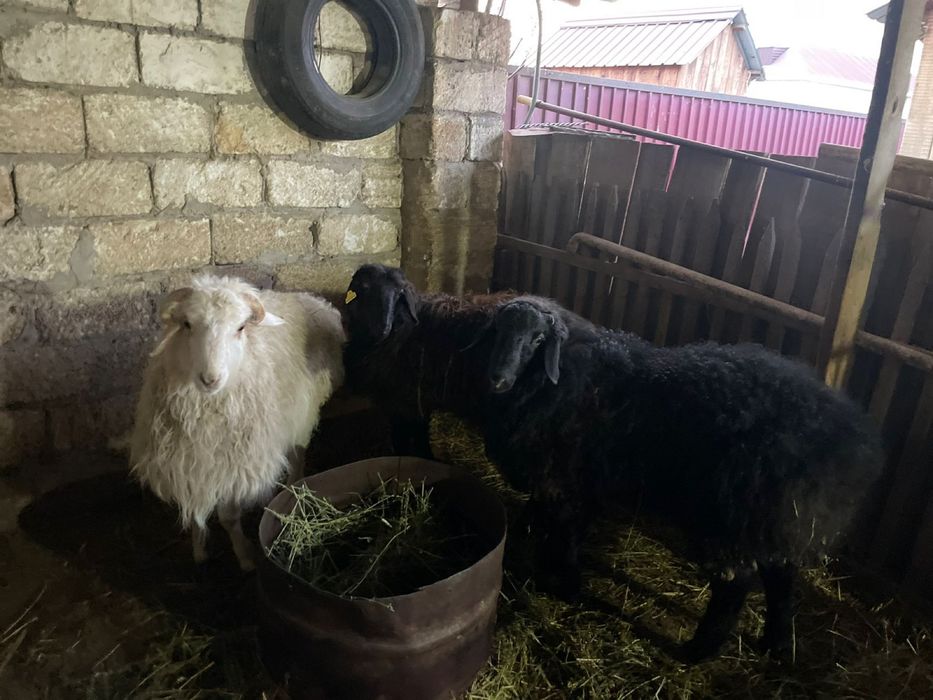 Қой сатылады 110мыннан