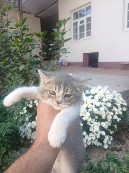 Британский шиншила