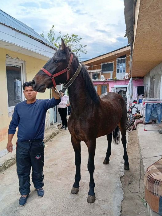 Vând iapa de 1 an 6 luni