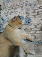 Mushuk sotiladi shinshila toza qon ny11