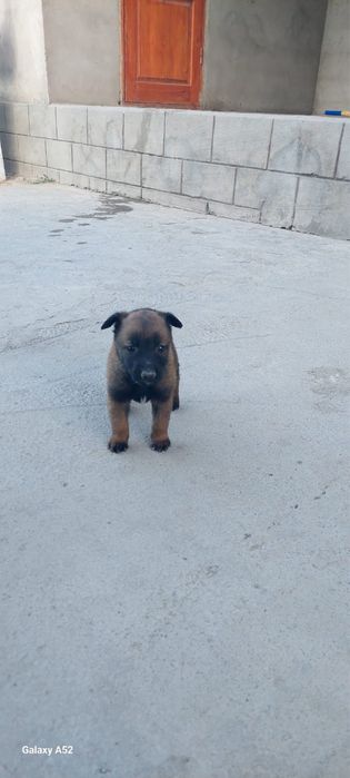 Продаєтся щенок !