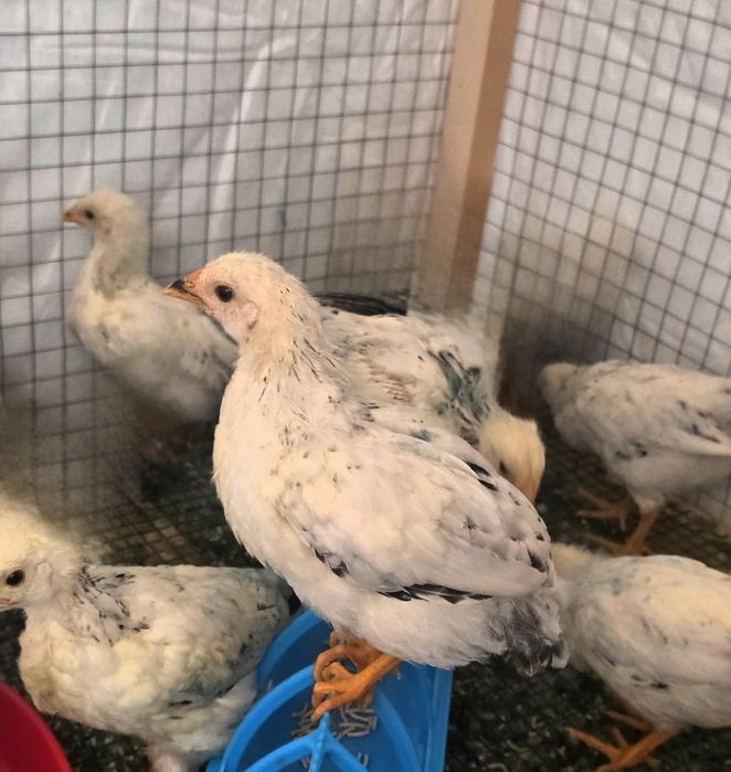 Срочно Адлер жужалари сотилади