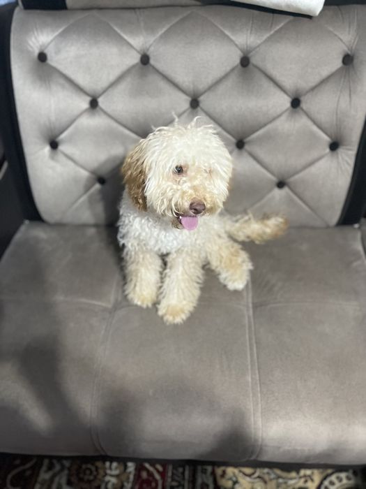 Срочно! Продаётся Щенок пудель