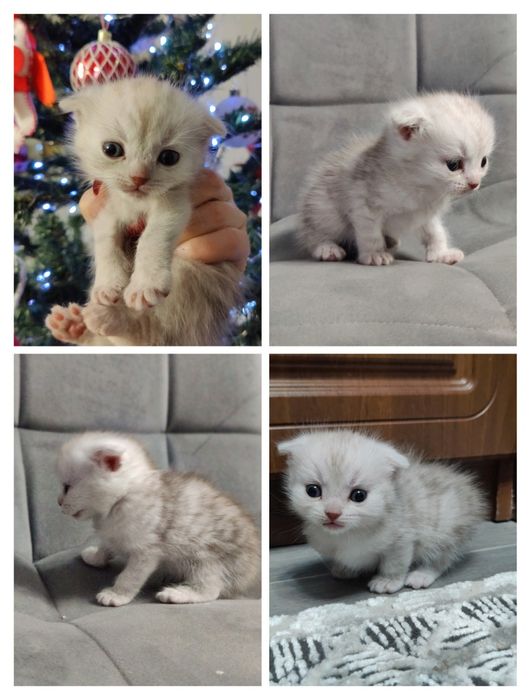 Шотландские вислоухие