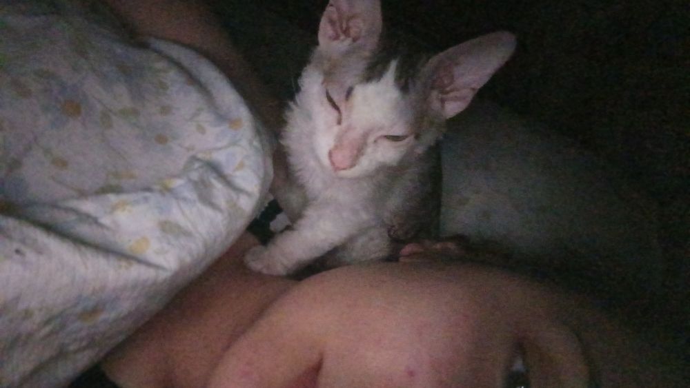 сфинкс девочка котёнок
