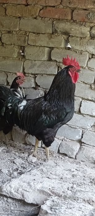 Internetda jamoat transportida qiz jinsiy olatni tegizdi