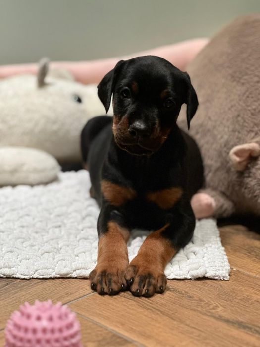 Прекрасные щенки добермана