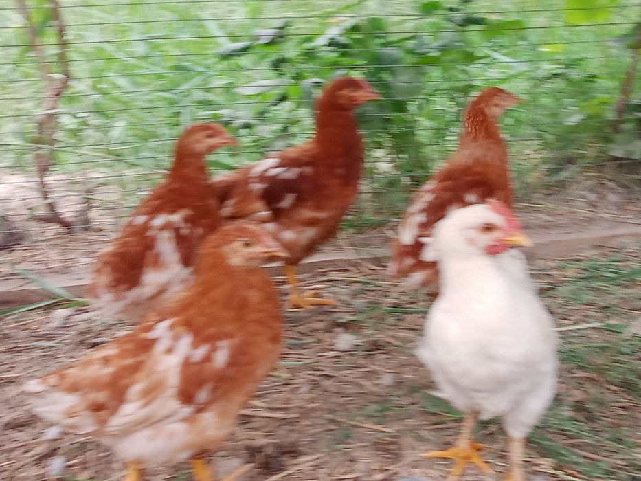 Балапандар пародалы