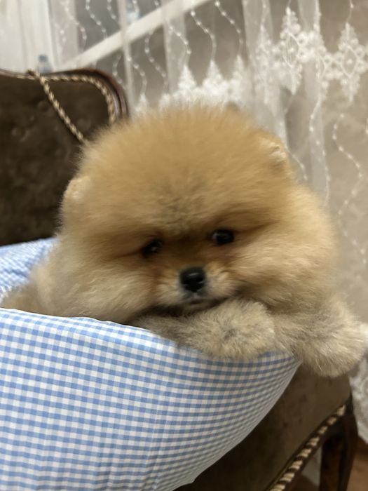 Померанский шпиц