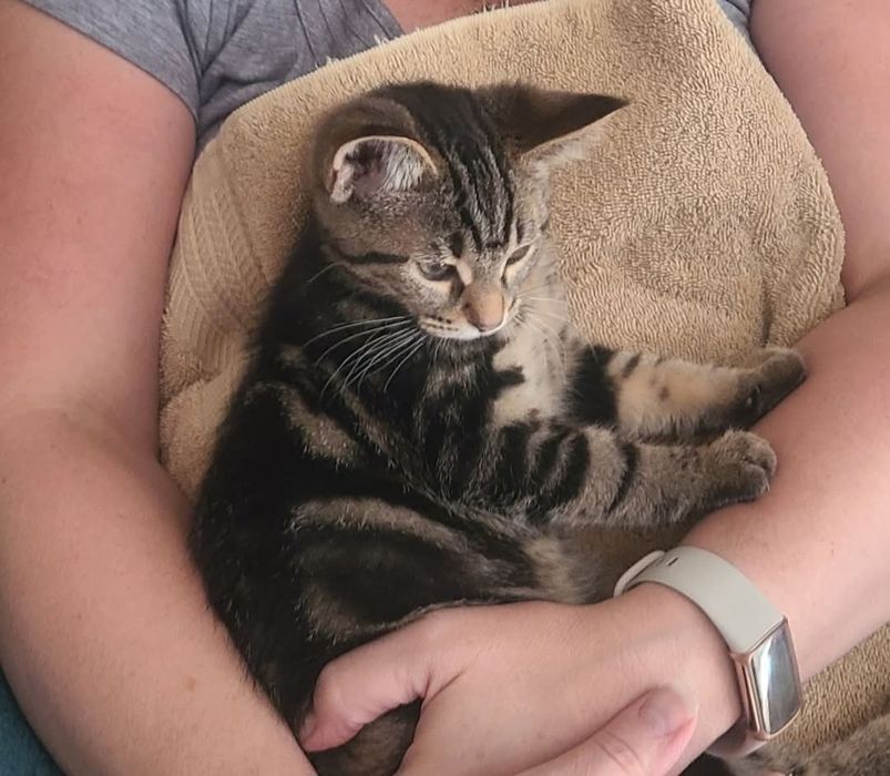 American shorthair