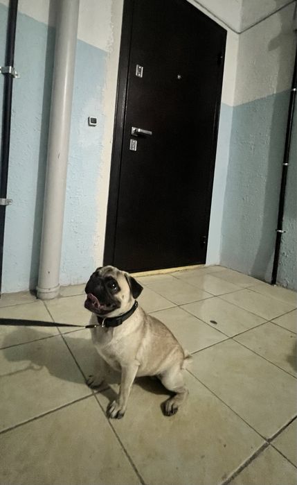 Мопс ищет подружку