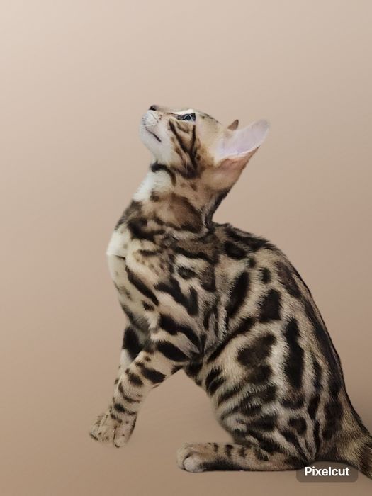 Qiz Bengal mushuk