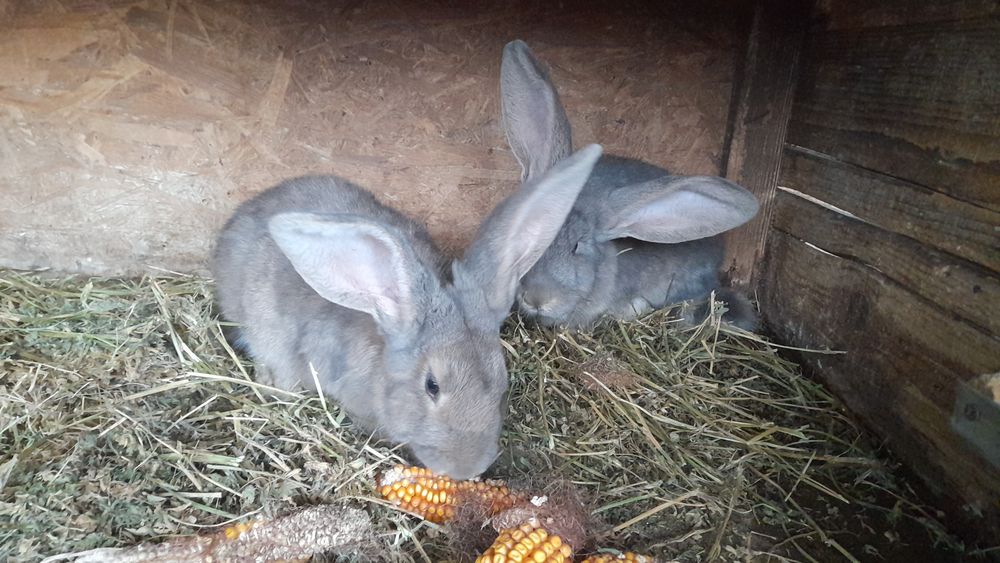 Se vinde pereche de epuri sau schimb