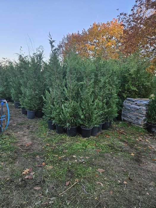 Artar japonez  acer plante