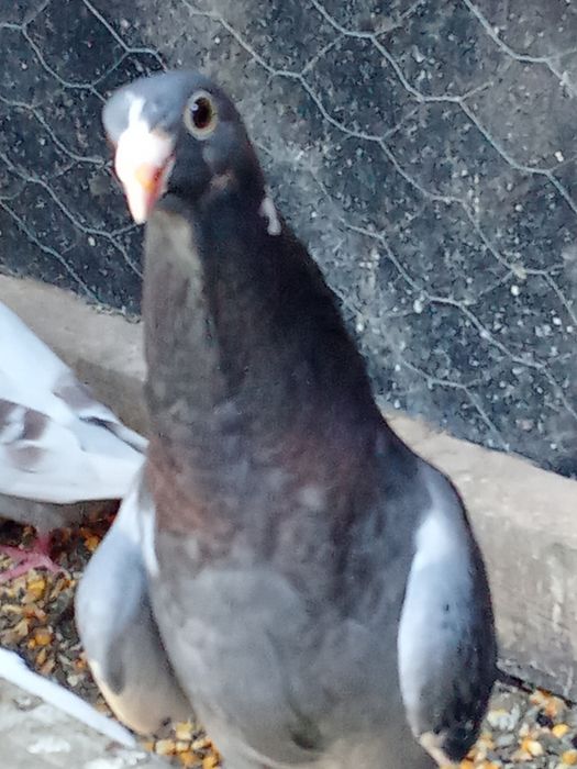 De vânzare porumbei voiajori standard și Plonjorii de Adana.