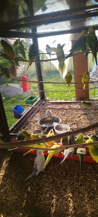 Peruși  ,pui și perechi reproducătoare